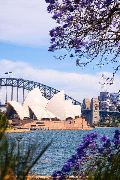 Jacaranda trees in full bloom in Royal Botanic Garden Sydney.